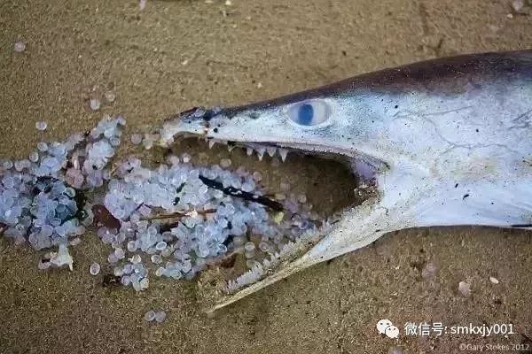 海洋污染对海洋生物的危害